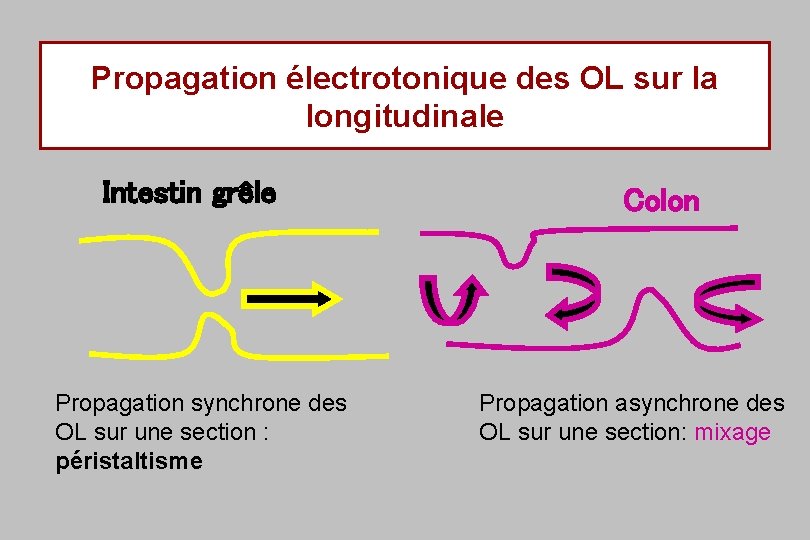 Propagation électrotonique des OL sur la longitudinale Intestin grêle Propagation synchrone des OL sur