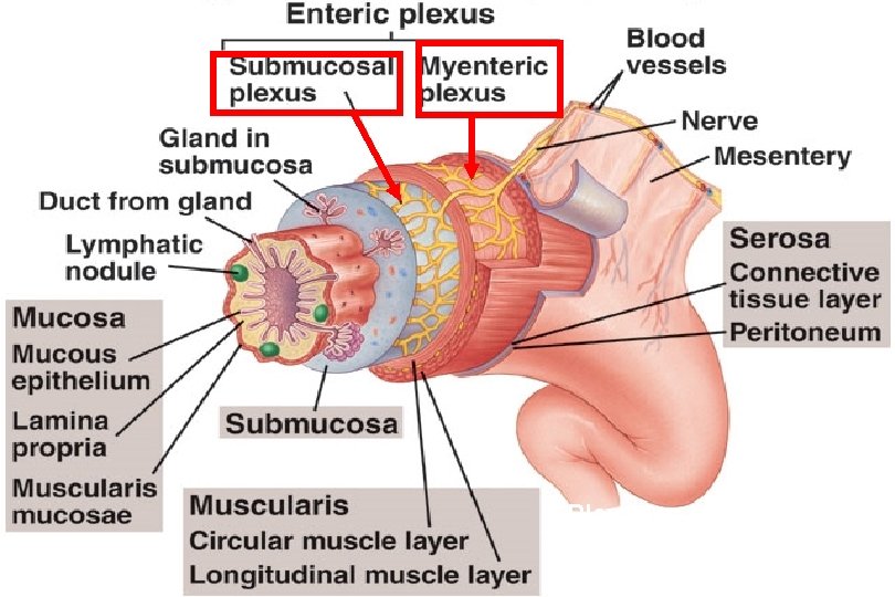 Plexuses innervate muscle & secretory cells of the GI tract 