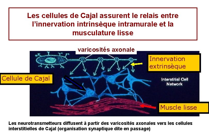 Les cellules de Cajal assurent le relais entre l’innervation intrinsèque intramurale et la musculature