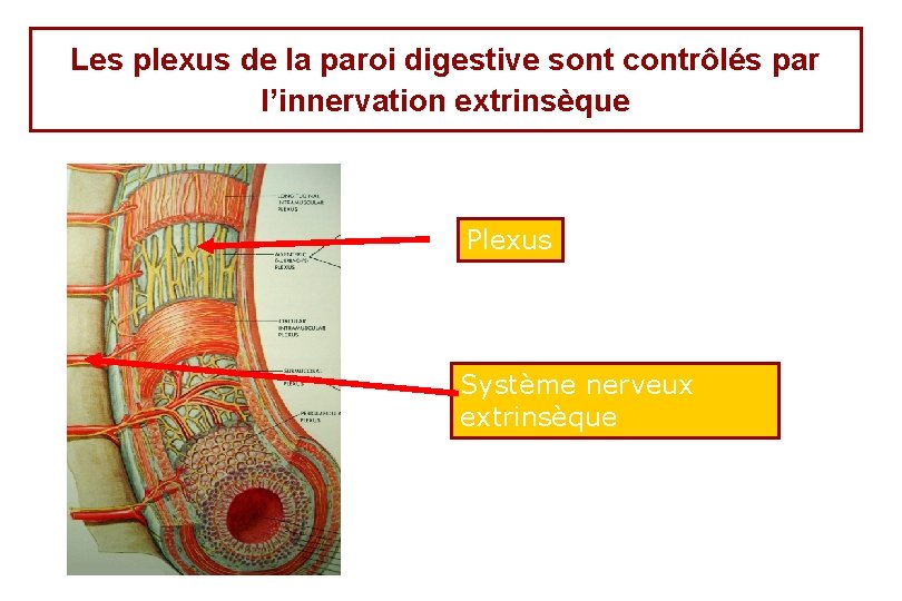 Les plexus de la paroi digestive sont contrôlés par l’innervation extrinsèque Plexus Système nerveux