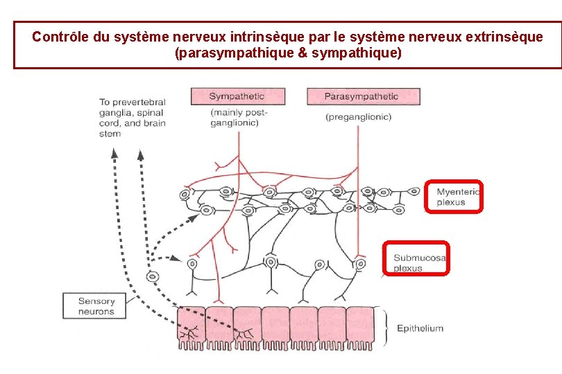 Contrôle du système nerveux intrinsèque par le système nerveux extrinsèque (parasympathique & sympathique) 