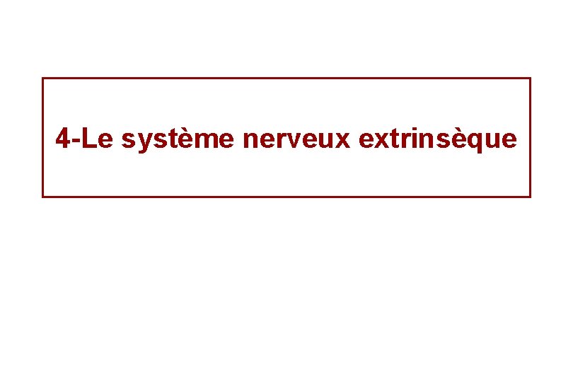 4 -Le système nerveux extrinsèque 