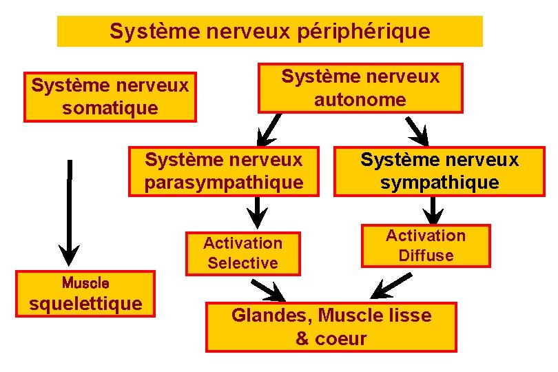 Système nerveux périphérique Système nerveux somatique Système nerveux autonome Système nerveux parasympathique Activation Selective