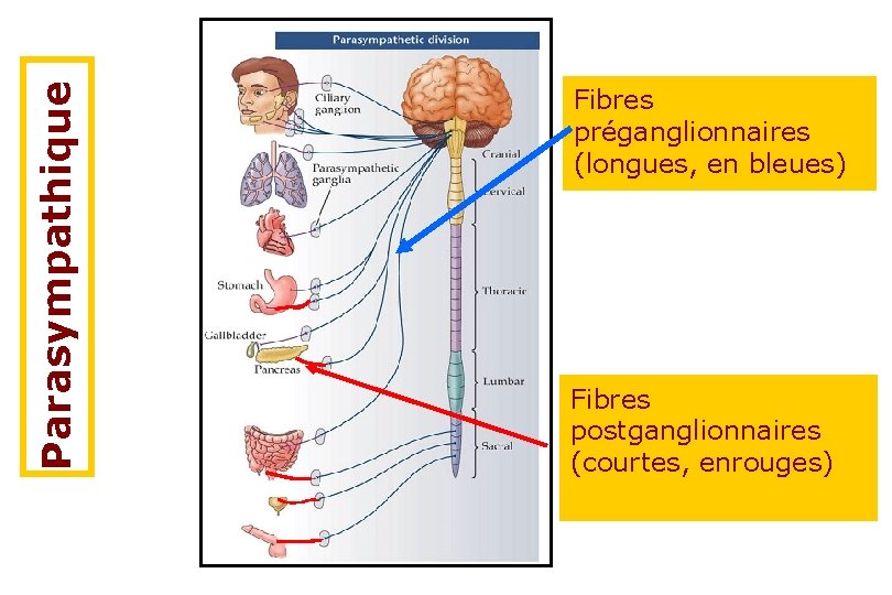 Parasympathique Fibres préganglionnaires (longues, en bleues) Fibres postganglionnaires (courtes, enrouges) 