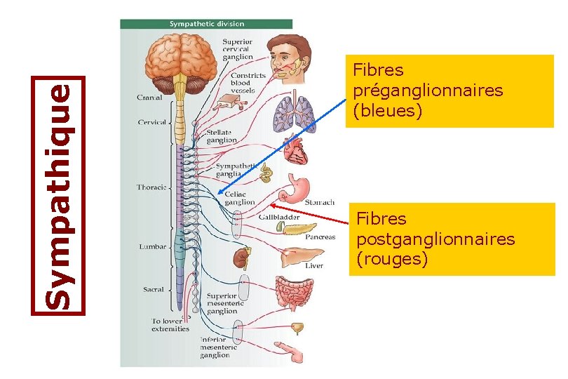 Sympathique Fibres préganglionnaires (bleues) Fibres postganglionnaires (rouges) 