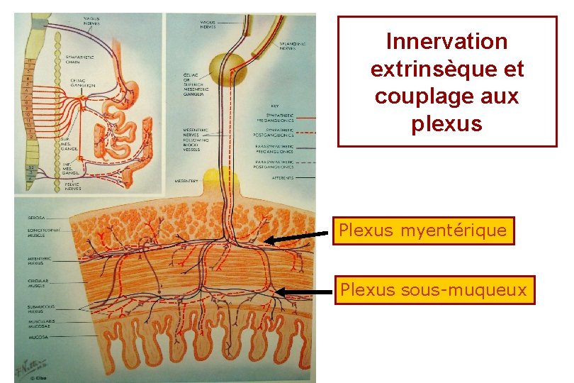 Innervation extrinsèque et couplage aux plexus Plexus myentérique Plexus sous-muqueux 