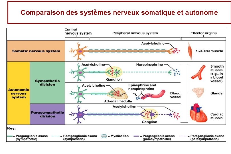 Comparaison des systèmes nerveux somatique et autonome 
