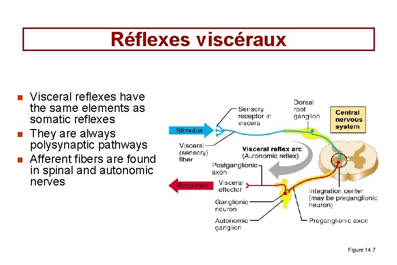 Réflexes viscéraux n n n Visceral reflexes have the same elements as somatic reflexes