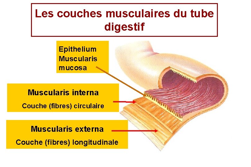 Les couches musculaires du tube digestif Epithelium Muscularis mucosa Muscularis interna Couche (fibres) circulaire