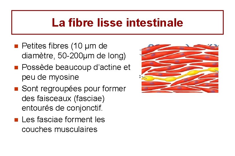 La fibre lisse intestinale n n Petites fibres (10 µm de diamètre, 50 -200µm