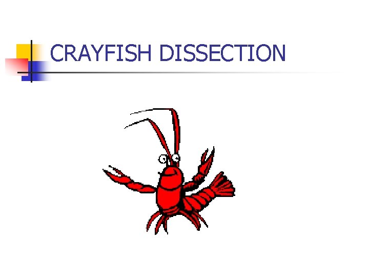 CRAYFISH DISSECTION 