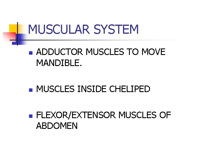 MUSCULAR SYSTEM n n n ADDUCTOR MUSCLES TO MOVE MANDIBLE. MUSCLES INSIDE CHELIPED FLEXOR/EXTENSOR