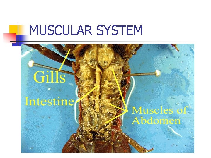 MUSCULAR SYSTEM 