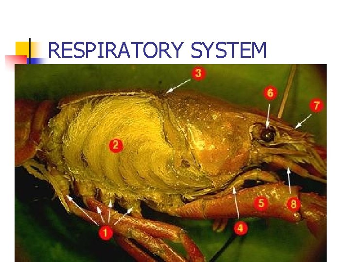 RESPIRATORY SYSTEM 
