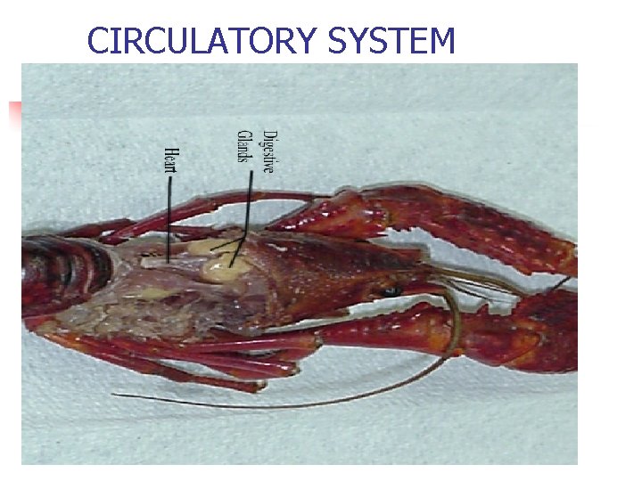 CIRCULATORY SYSTEM 