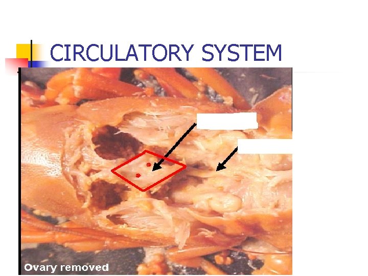 CIRCULATORY SYSTEM 