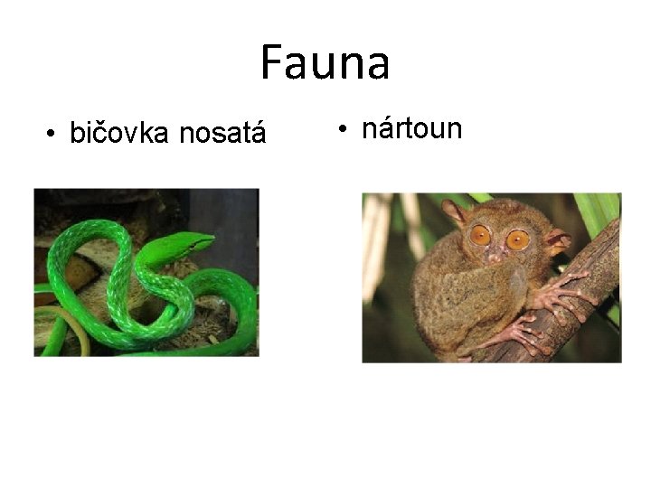 Fauna • bičovka nosatá • nártoun 