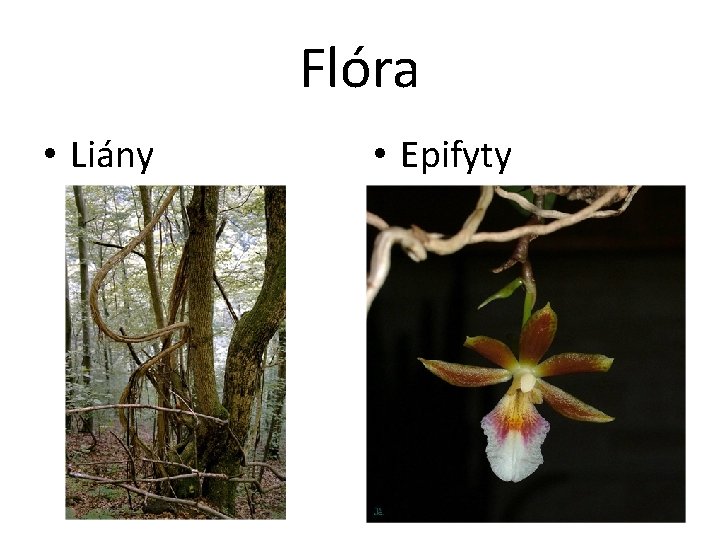 Flóra • Liány • Epifyty 