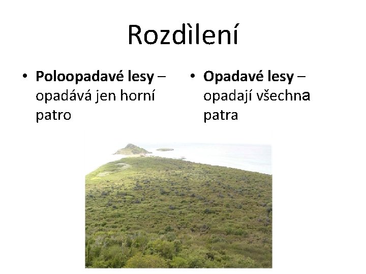 Rozdìlení • Poloopadavé lesy – opadává jen horní patro • Opadavé lesy – opadají