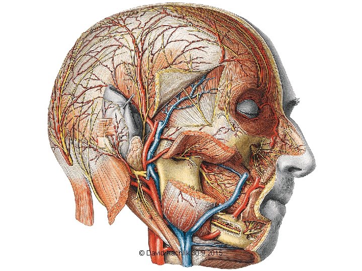 © David Kachlík 30. 9. 2015 