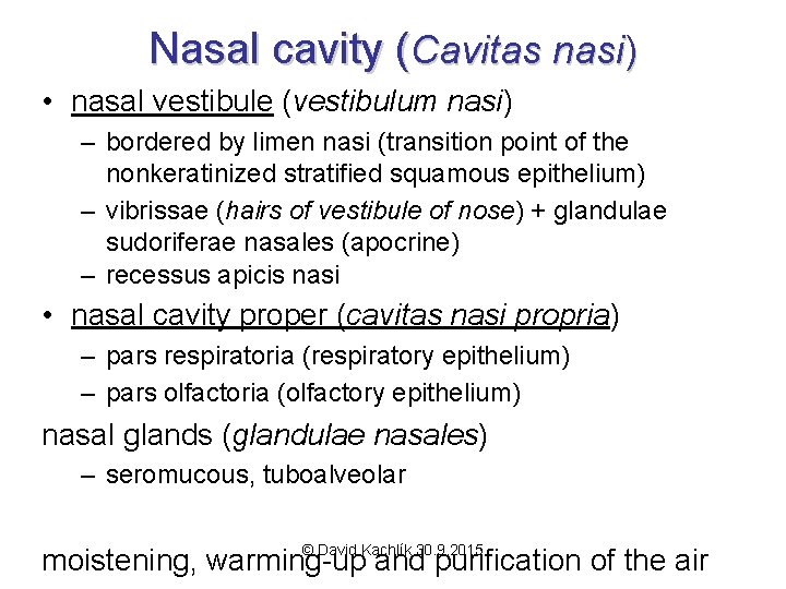 Nasal cavity (Cavitas nasi) • nasal vestibule (vestibulum nasi) – bordered by limen nasi