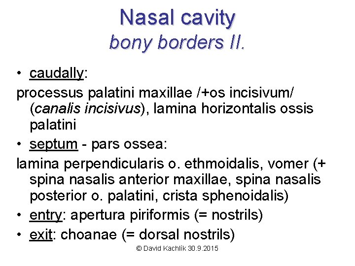 Nasal cavity bony borders II. • caudally: processus palatini maxillae /+os incisivum/ (canalis incisivus),