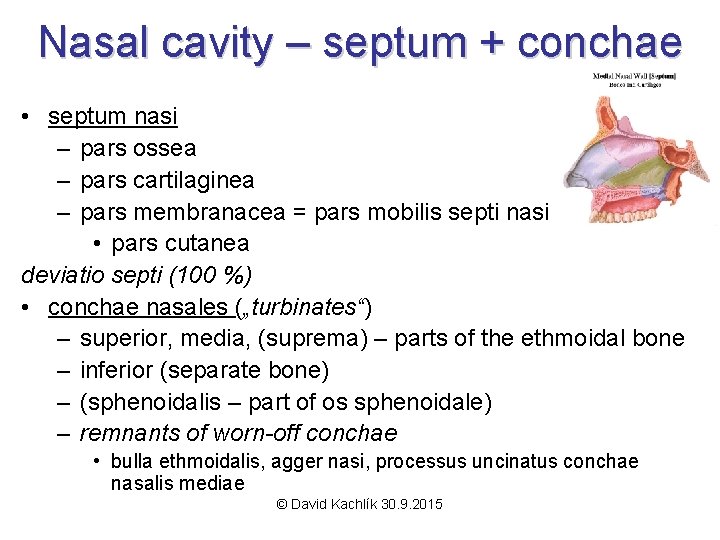 Nasal cavity – septum + conchae • septum nasi – pars ossea – pars
