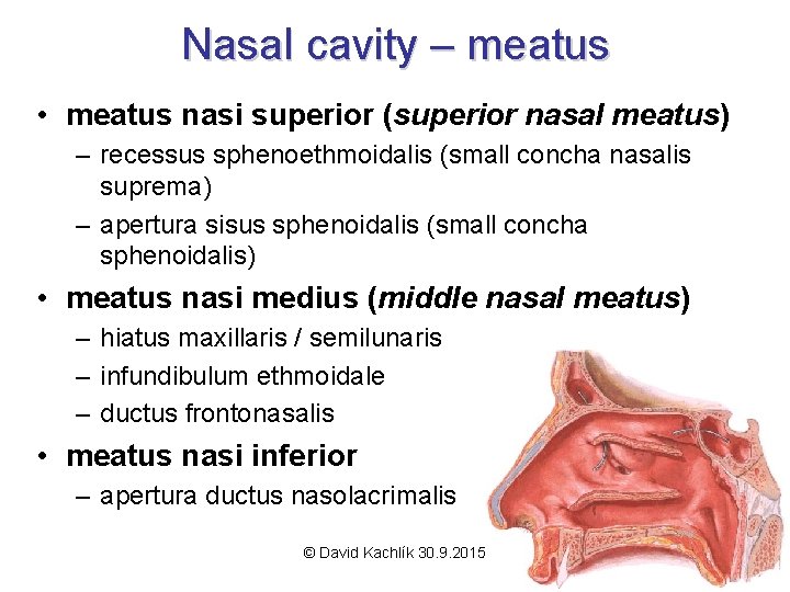 Nasal cavity – meatus • meatus nasi superior (superior nasal meatus) – recessus sphenoethmoidalis