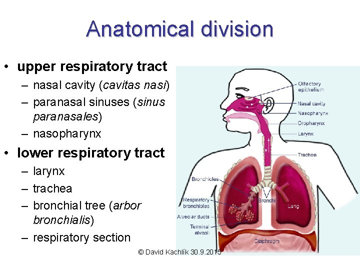 Anatomical division • upper respiratory tract – nasal cavity (cavitas nasi) – paranasal sinuses