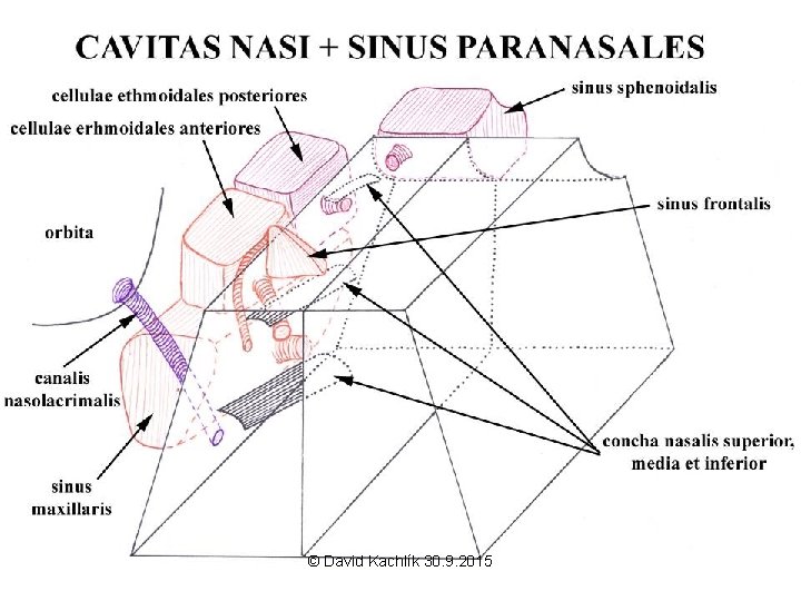© David Kachlík 30. 9. 2015 