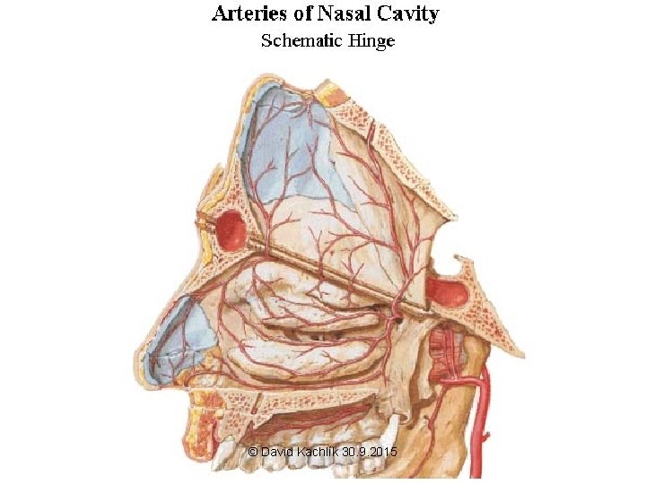 © David Kachlík 30. 9. 2015 