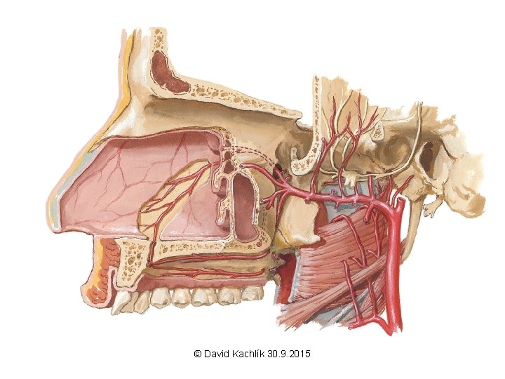 © David Kachlík 30. 9. 2015 