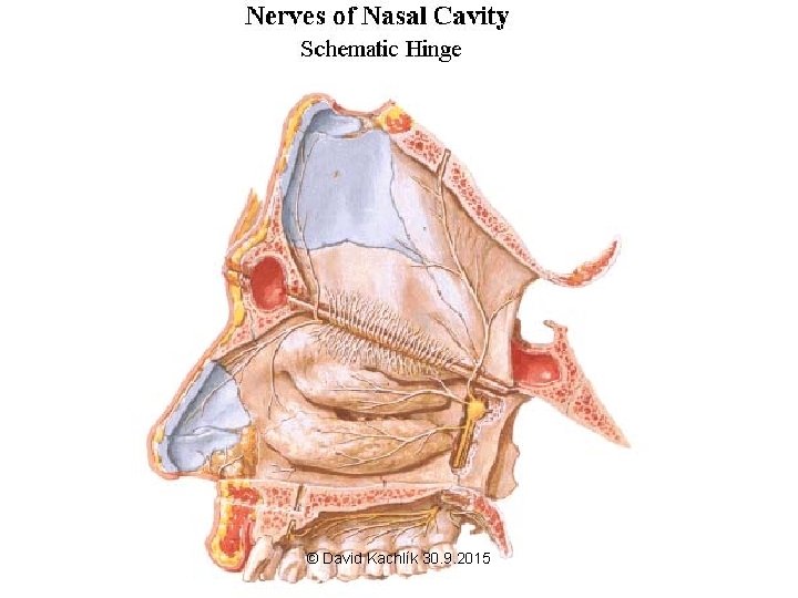 © David Kachlík 30. 9. 2015 