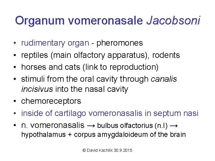 Organum vomeronasale Jacobsoni • • rudimentary organ - pheromones reptiles (main olfactory apparatus), rodents