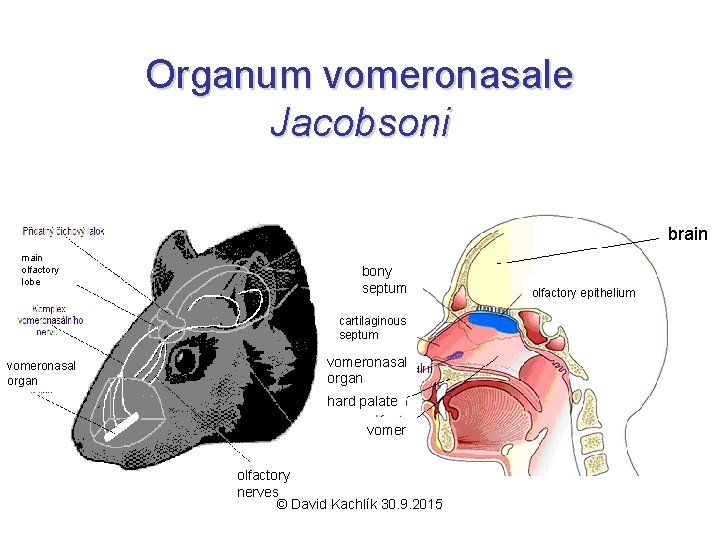 Organum vomeronasale Jacobsoni brain main olfactory lobe bony septum cartilaginous septum vomeronasal organ hard