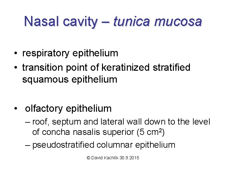 Nasal cavity – tunica mucosa • respiratory epithelium • transition point of keratinized stratified