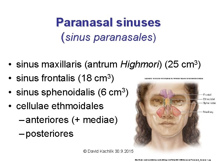 Paranasal sinuses (sinus paranasales) • • sinus maxillaris (antrum Highmori) (25 cm 3) sinus
