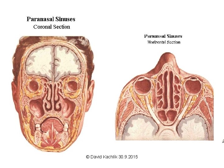 © David Kachlík 30. 9. 2015 