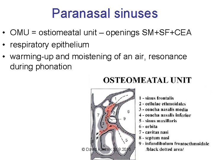 Paranasal sinuses • OMU = ostiomeatal unit – openings SM+SF+CEA • respiratory epithelium •