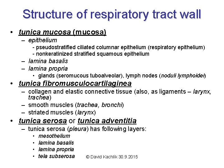 Structure of respiratory tract wall • tunica mucosa (mucosa) – epithelium - pseudostratified ciliated