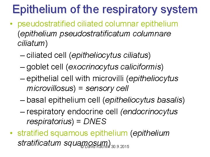 Epithelium of the respiratory system • pseudostratified ciliated columnar epithelium (epithelium pseudostratificatum columnare ciliatum)