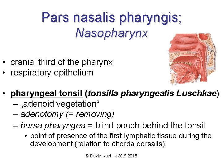 Pars nasalis pharyngis; Nasopharynx • cranial third of the pharynx • respiratory epithelium •