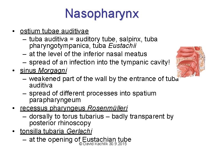 Nasopharynx • ostium tubae auditivae – tuba auditiva = auditory tube, salpinx, tuba pharyngotympanica,