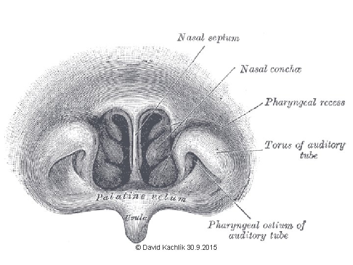 © David Kachlík 30. 9. 2015 