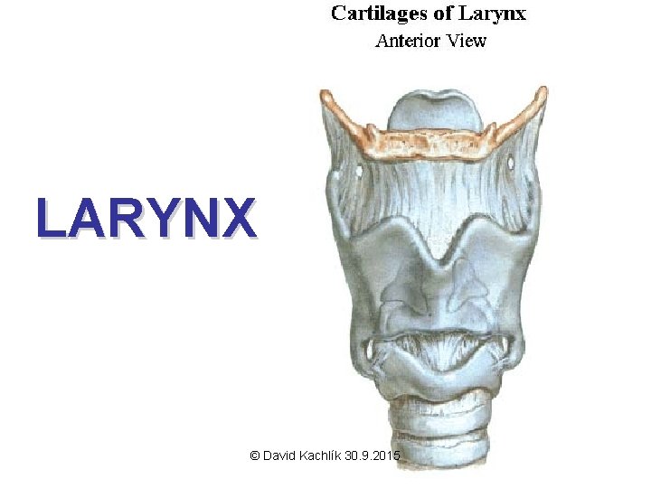 LARYNX © David Kachlík 30. 9. 2015 