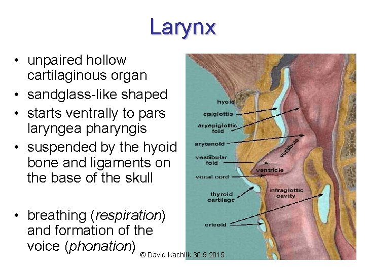 Larynx • unpaired hollow cartilaginous organ • sandglass-like shaped • starts ventrally to pars