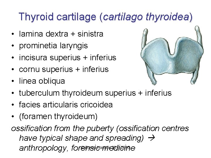 Thyroid cartilage (cartilago thyroidea) • lamina dextra + sinistra • prominetia laryngis • incisura