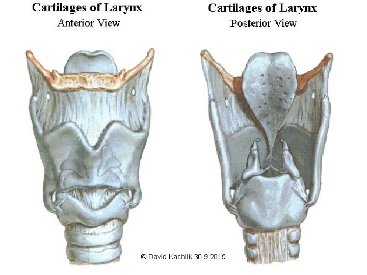 © David Kachlík 30. 9. 2015 