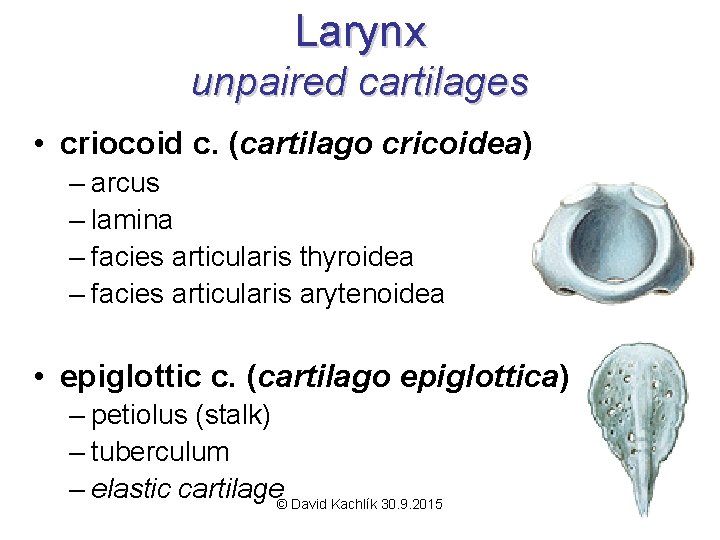 Larynx unpaired cartilages • criocoid c. (cartilago cricoidea) – arcus – lamina – facies