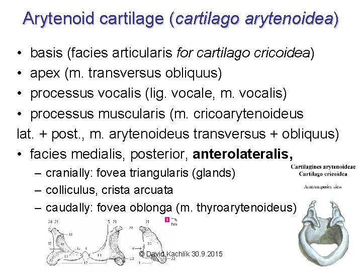 Arytenoid cartilage (cartilago arytenoidea) • basis (facies articularis for cartilago cricoidea) • apex (m.